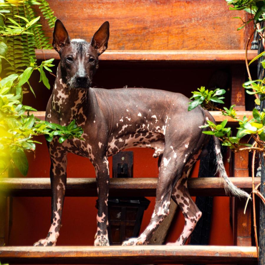 Kaclla, The Healing Dog Hostel Lima Exterior photo
