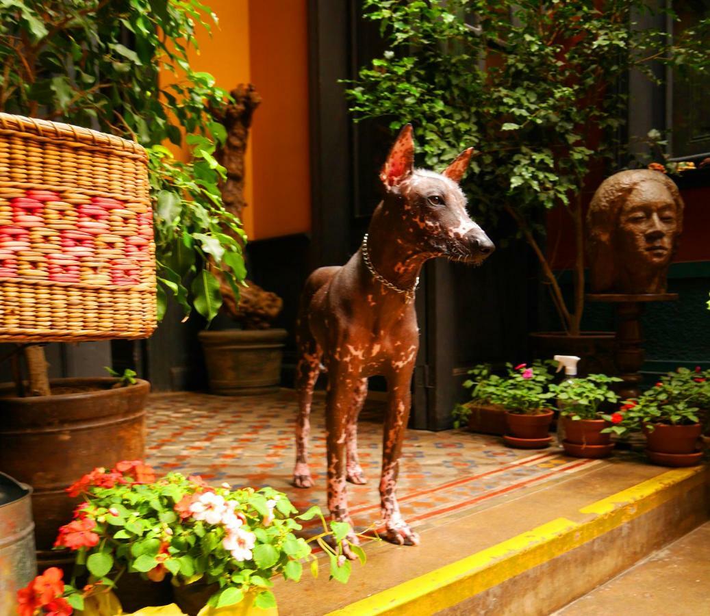 Kaclla, The Healing Dog Hostel Lima Exterior photo